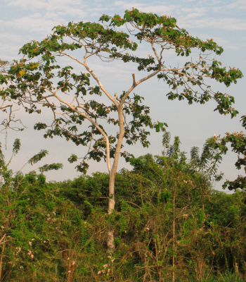 arbol de donde se fabrica el balo de balso Palos de Balso